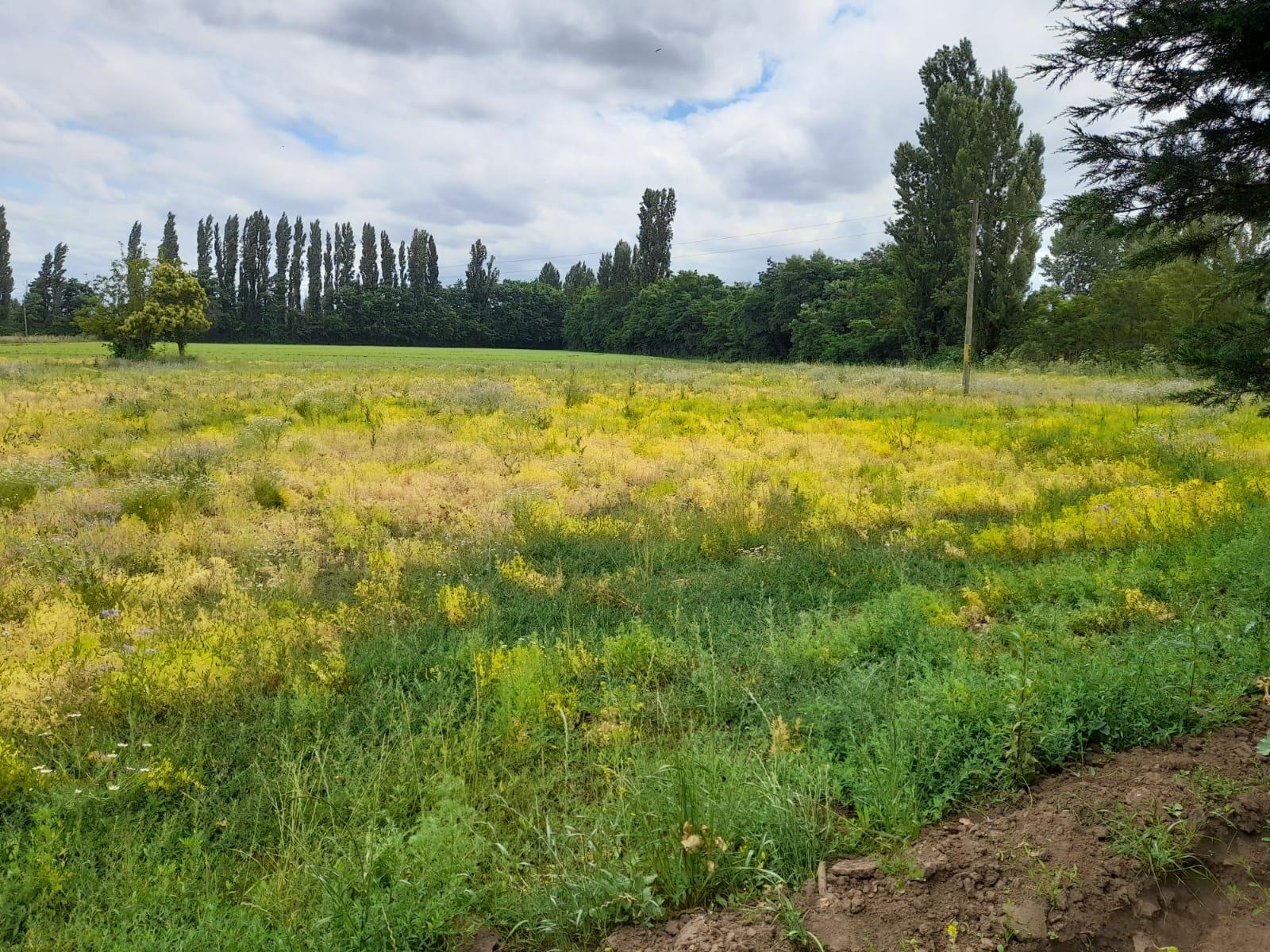 3,1 hectáreas a la venta en Villa Rosa