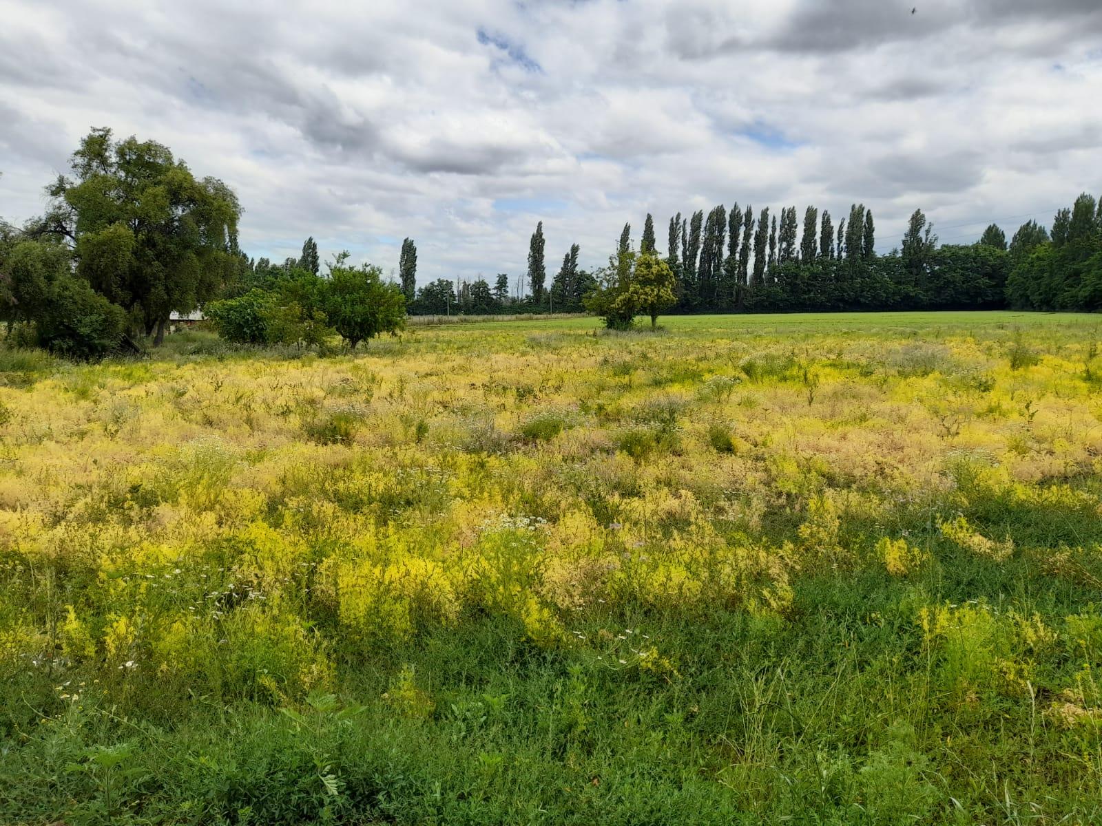 3,1 hectáreas a la venta en Villa Rosa