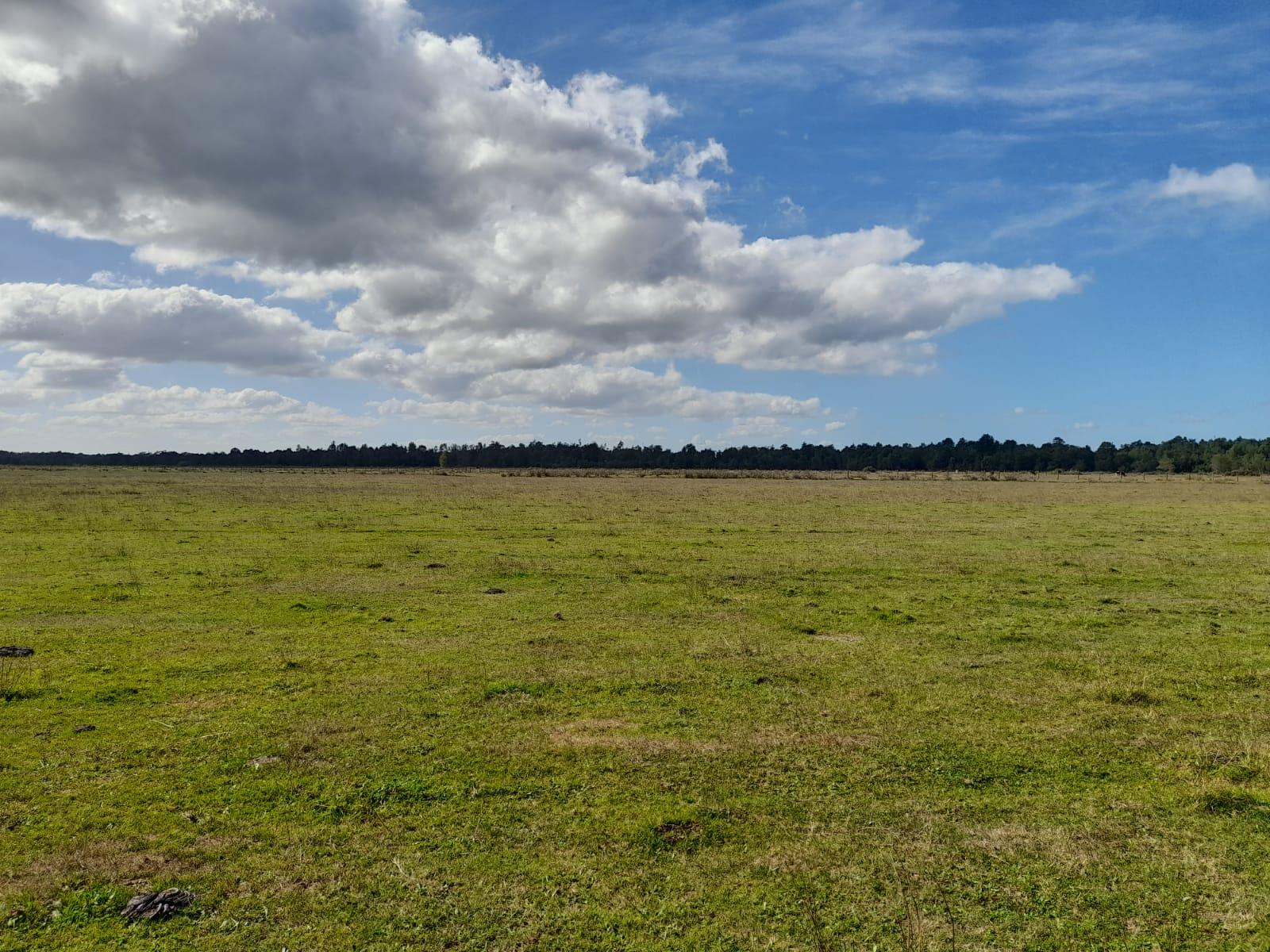 490 hectáreas en Osorno