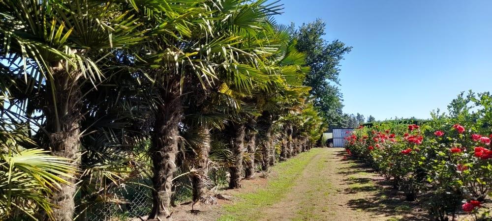 Venta de parcela en Romeral